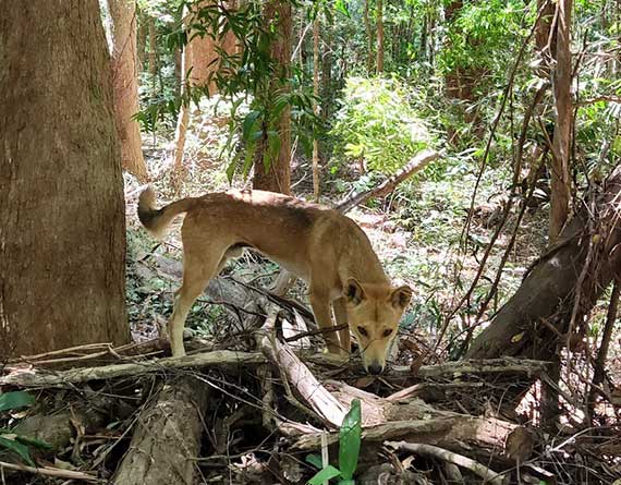 K'gari Dingoes