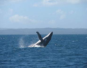 Whales K'gari